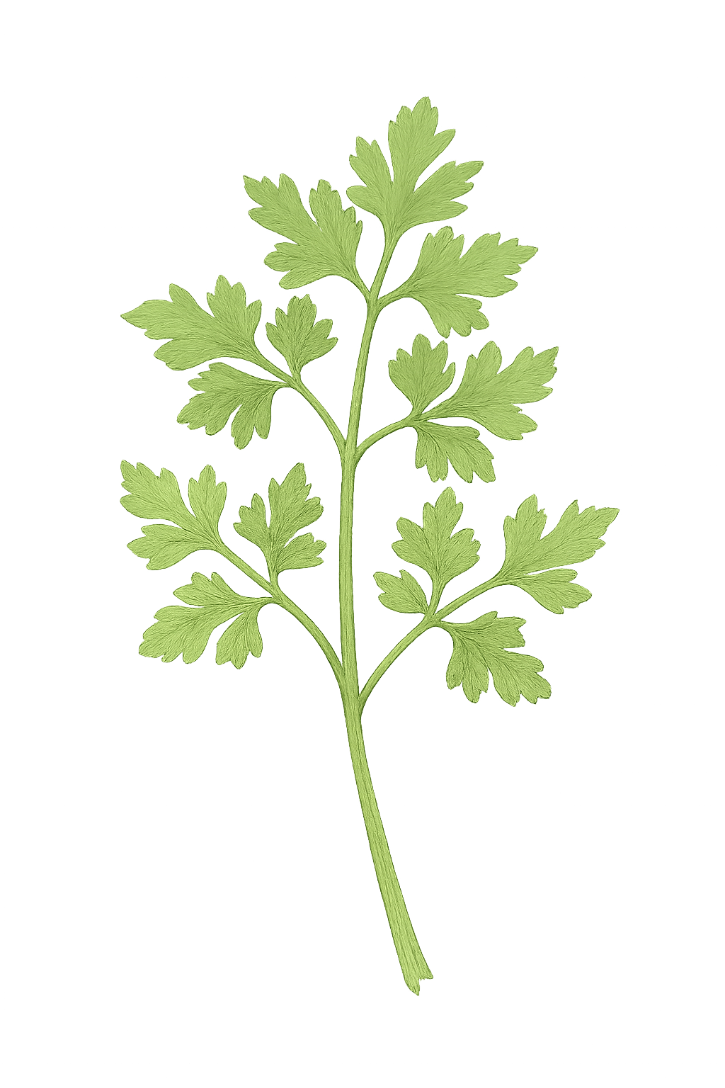chervil herb illustration