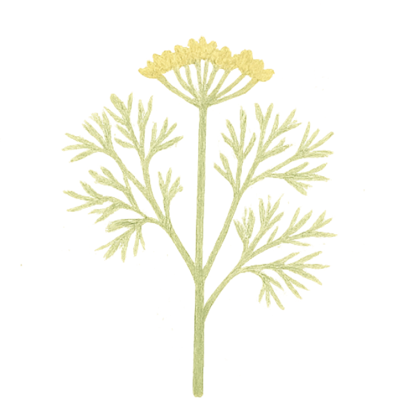 fennel illustration