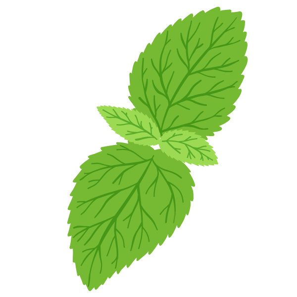 lemon balm herb illustration