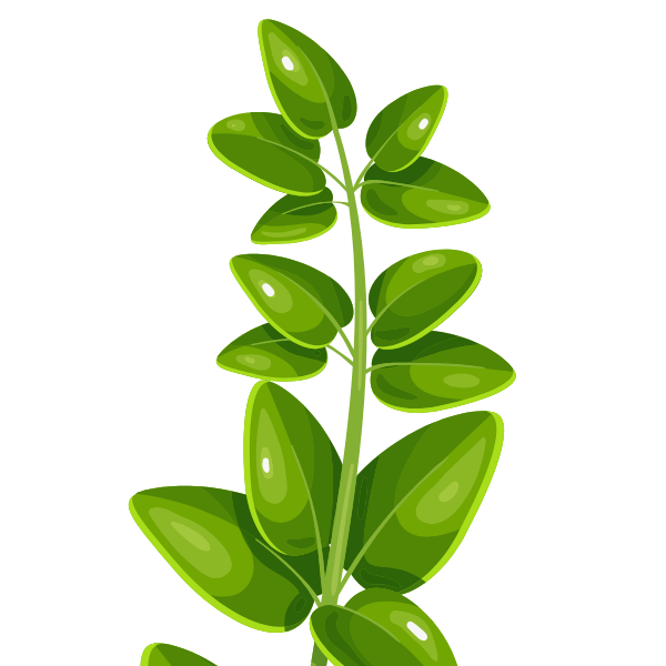 marjoram herb illustration
