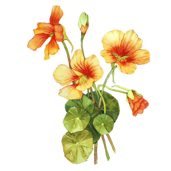 nasturtium flower illustration