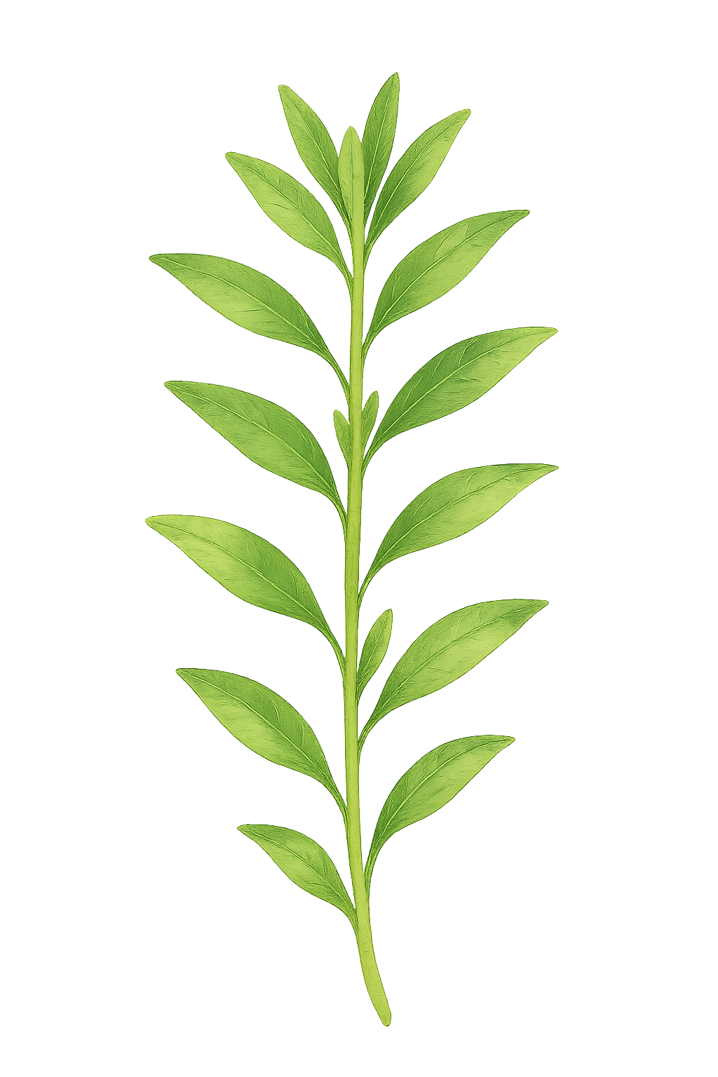 savory herb illustration