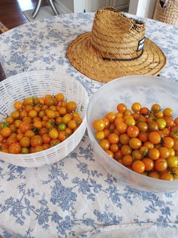 Harvest basket from the kitchen garden - beginner vegetable garden guide results