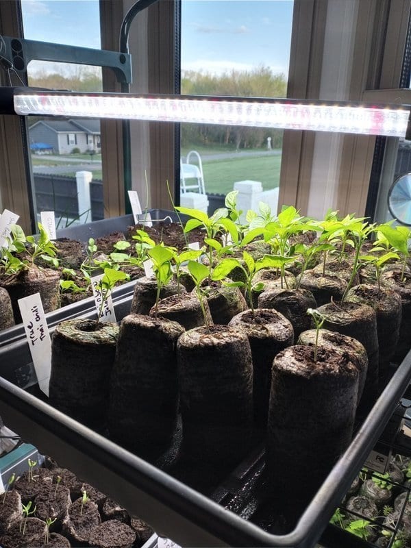 Indoor seed starting supplies - seed trays, grow lights, and seedlings ready for transplanting