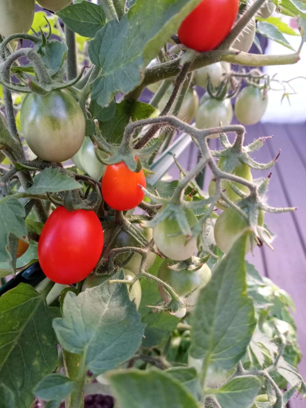 Lush kitchen garden raised beds