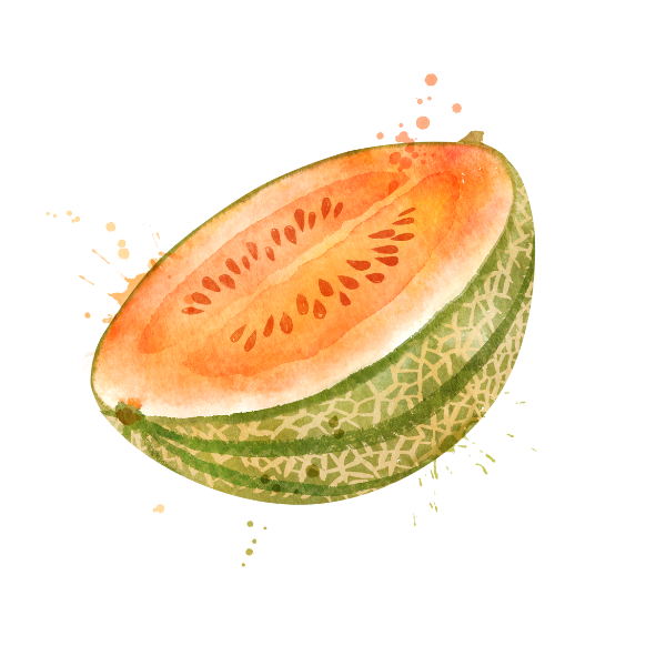 melon plant illustration