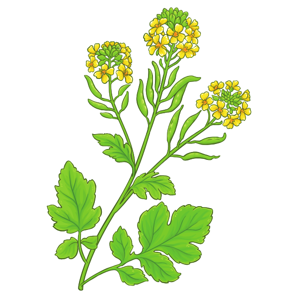 mustard greens illustration