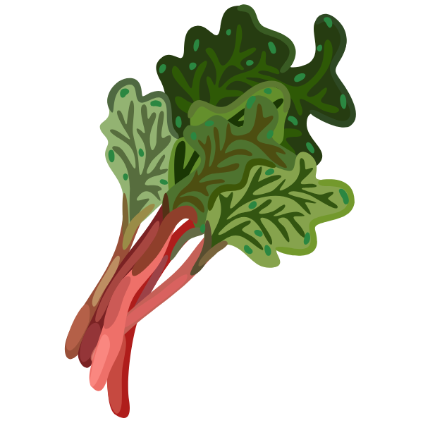 rhubarb plant illustration
